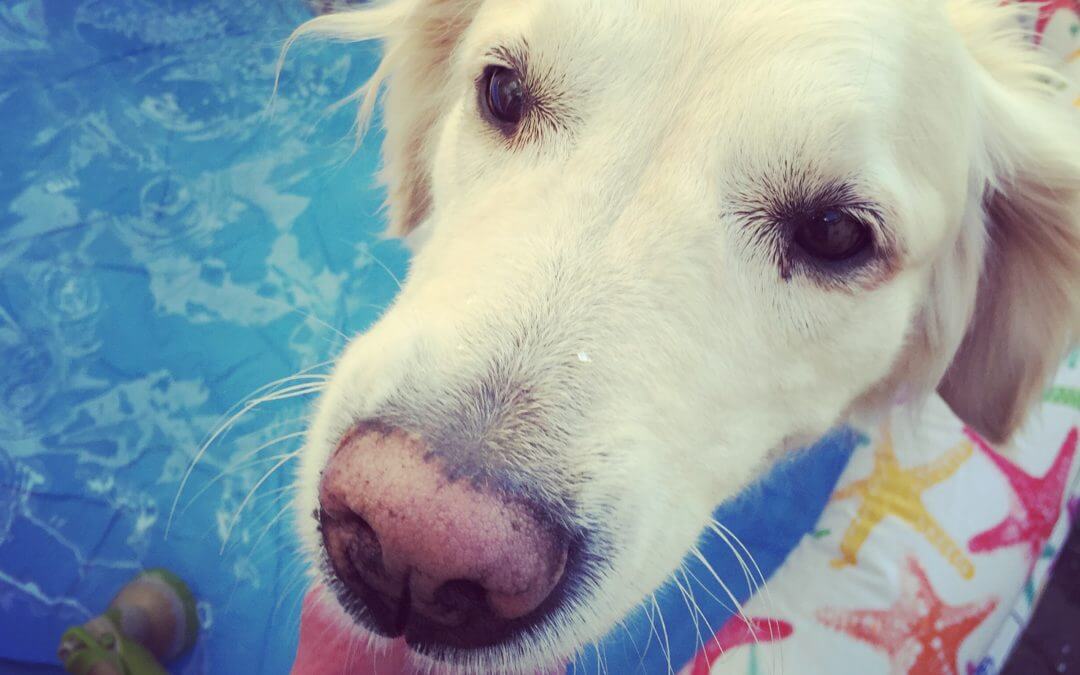 De 11 beste tips voor een veilige en leuke zomer met de hond