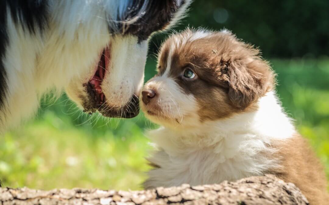 De do’s and don’ts bij de socialisatie van een puppy