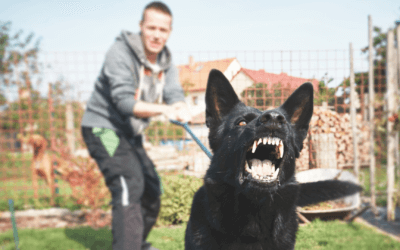 Uitvallende hond – waarom roepen niet helpt en wat dan wel werkt