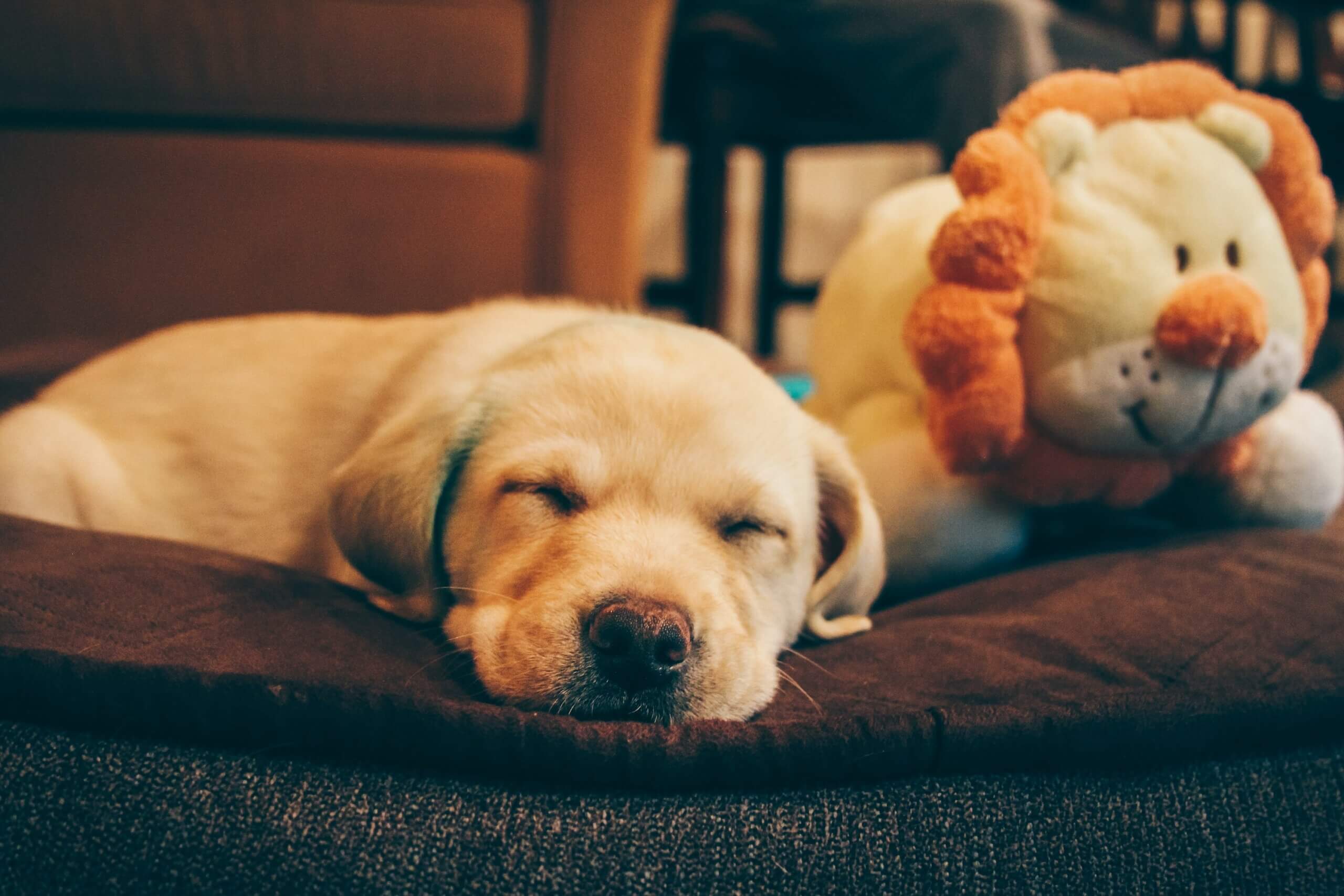 hond met verlatingsangst