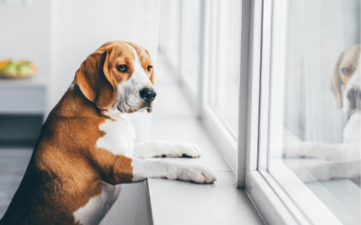 3 mythes over verlatingsangst bij honden