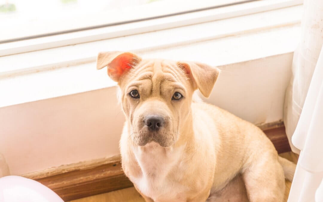 Mijn puppy kan niet alleen zijn: de beste tips